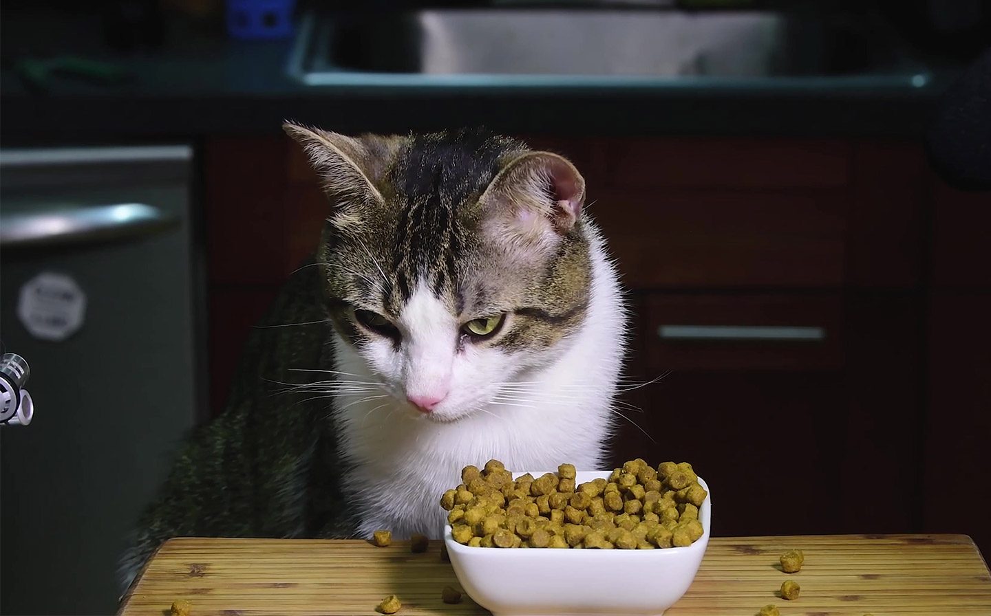 Distributors Heze Jianuojia Pet Product Co.,Ltd