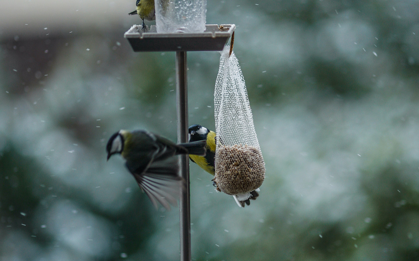 Distributors Heze Jianuojia Pet Product Co.,Ltd