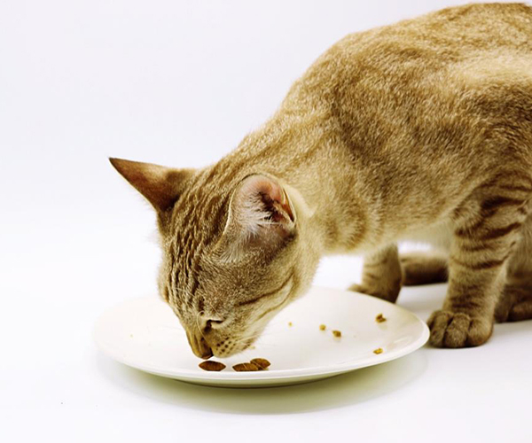 Art. C303 PREMIUM from China manufacturer Heze Jianuojia Pet Product Co.,Ltd